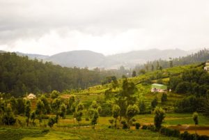 800px-Nilgiri_Hills